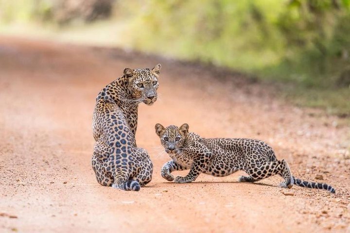Wilpattu National Park